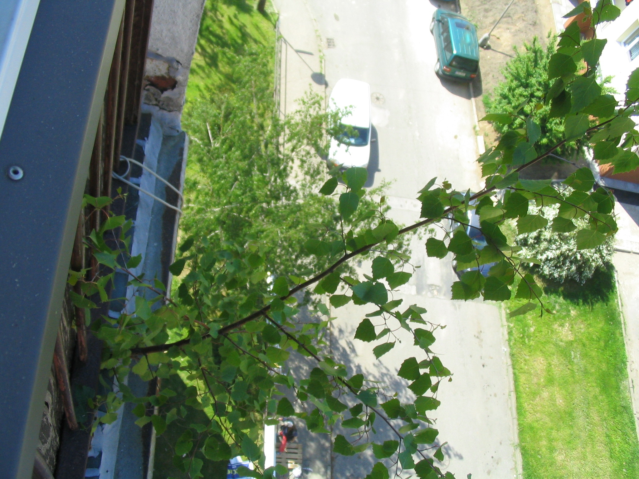 12052008 REKOSBD2008: Ach ty zahrádky.JPG