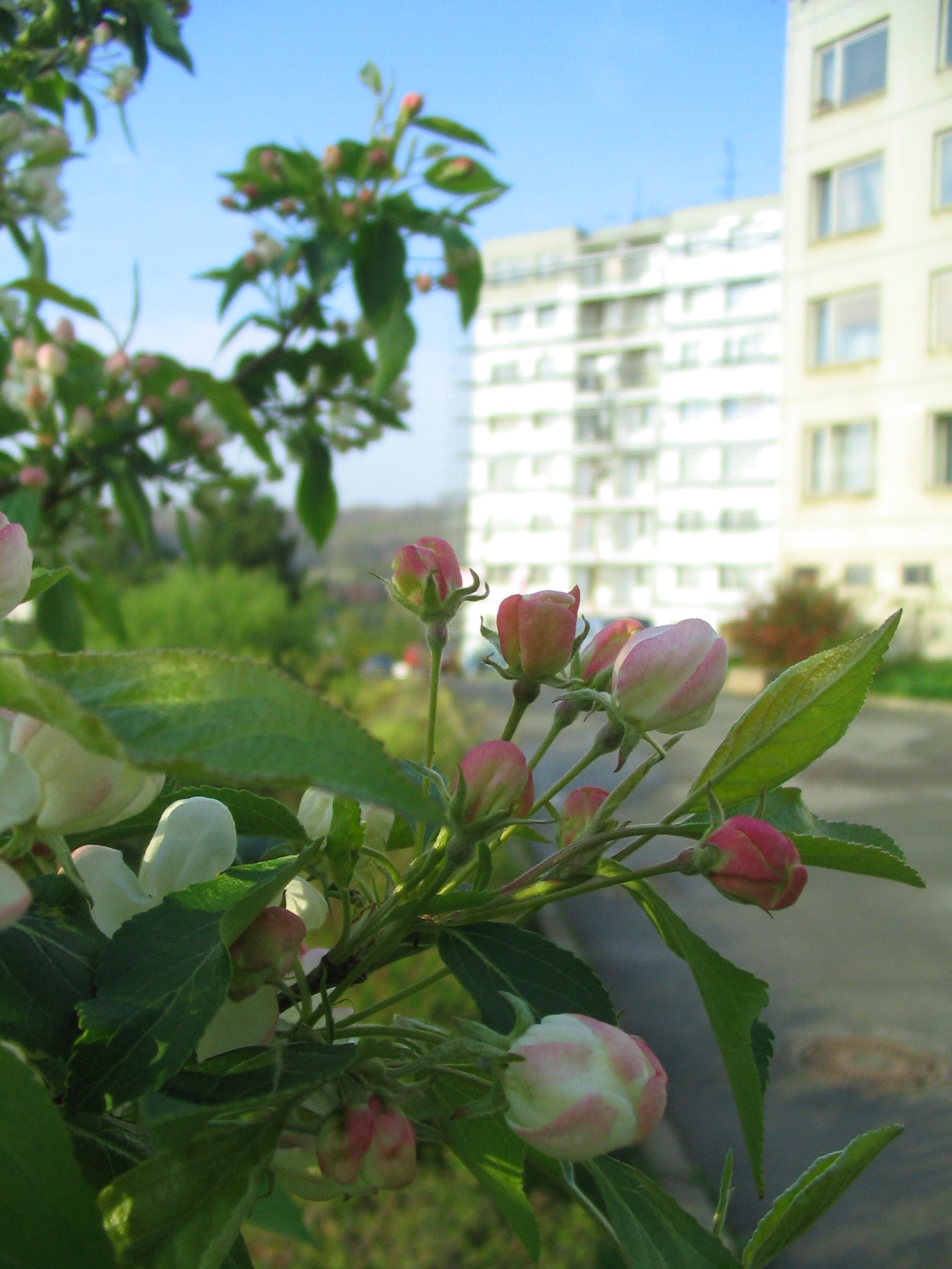 SAKURA WHITE 24042008.jpg