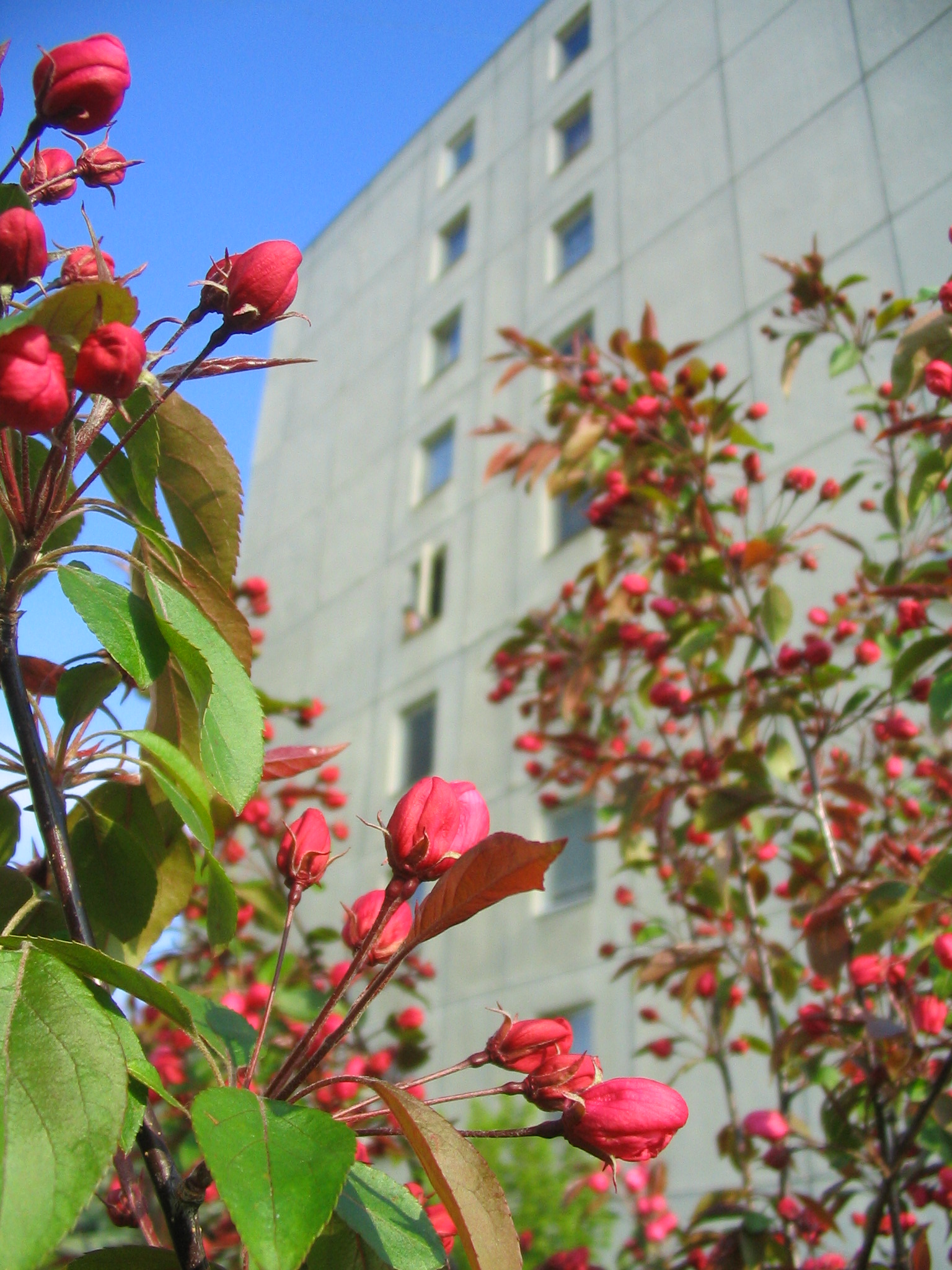 SAKURA RED 24042008.jpg