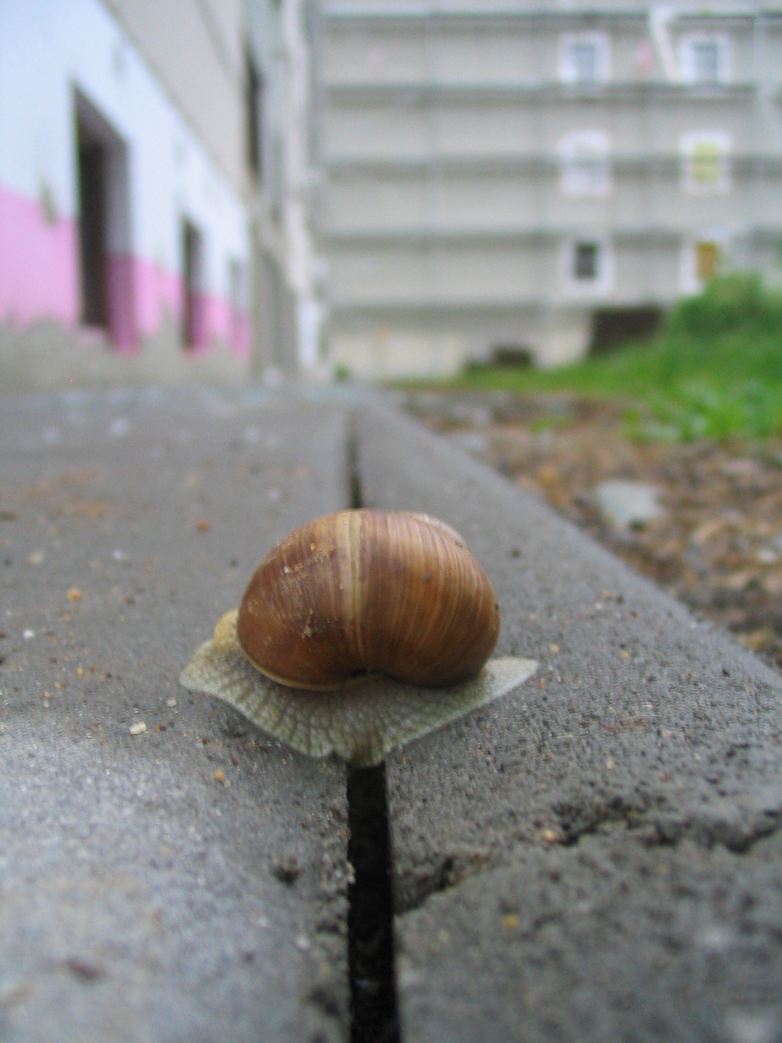 05062008 Snad půjde  REKOSBD rychleji.JPG