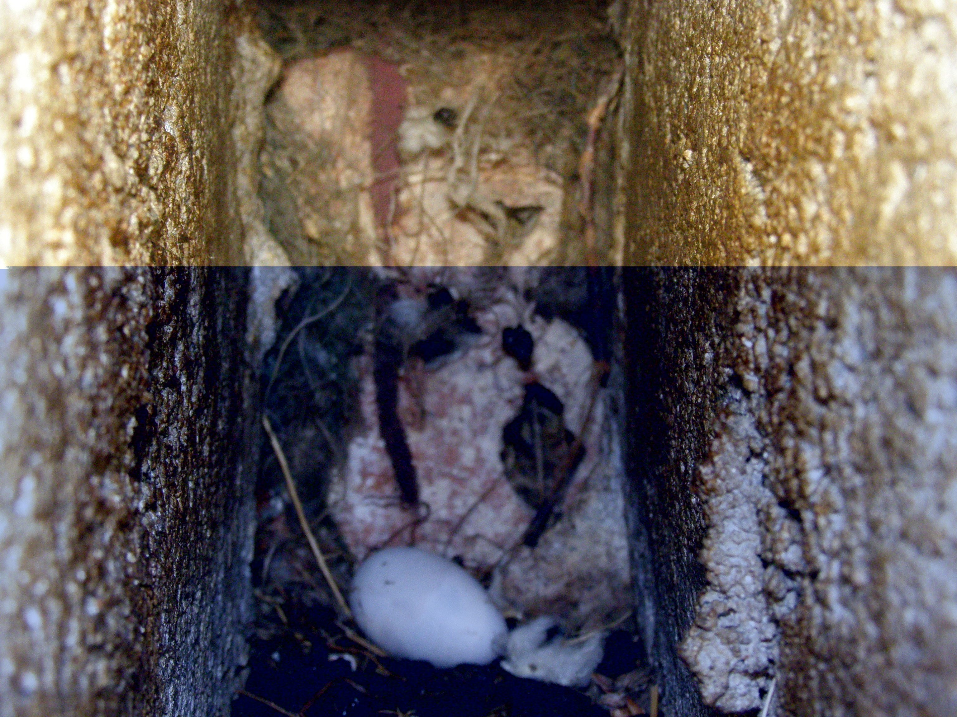 30602008 714 Budoucí nájemník.JPG