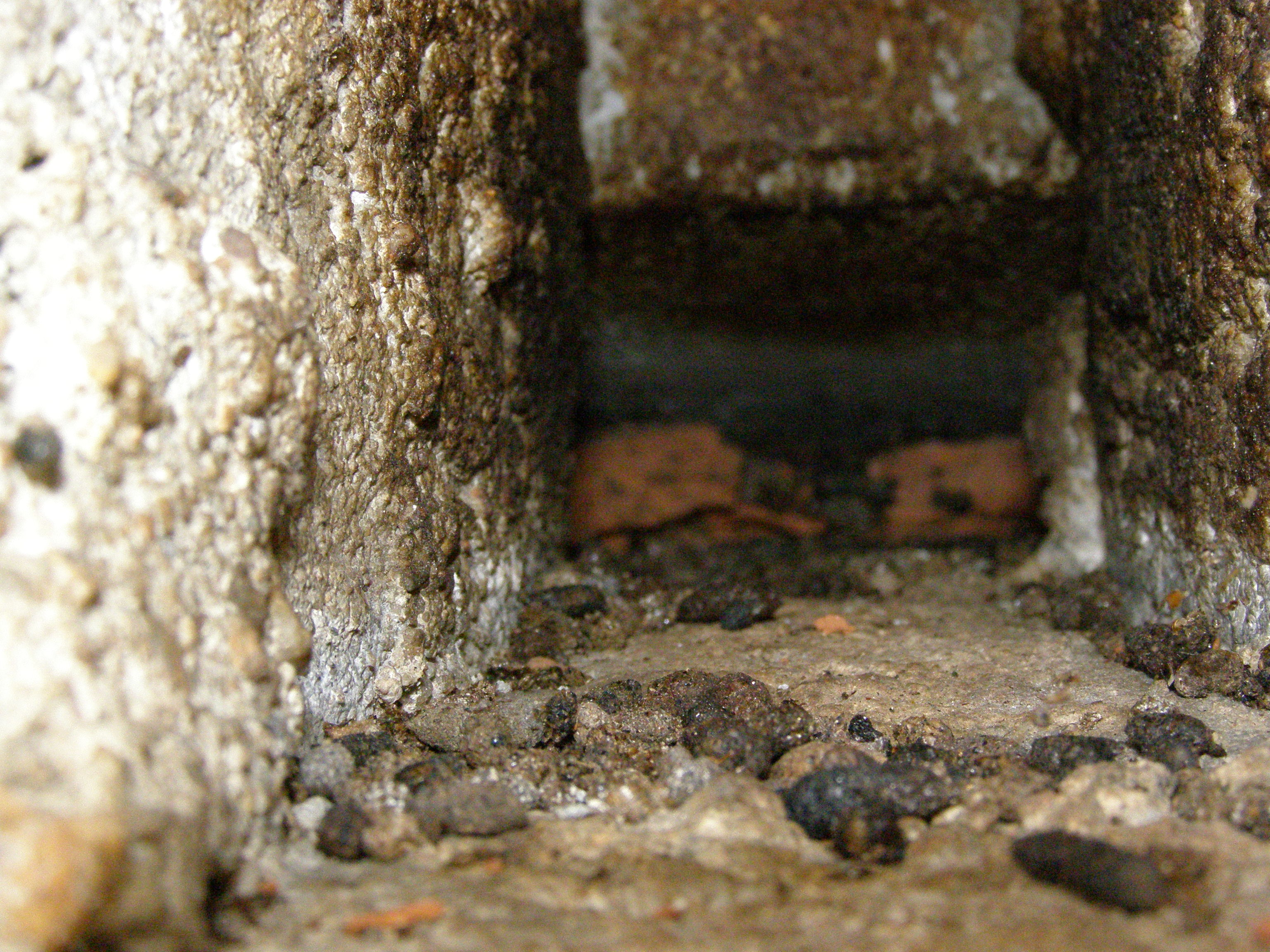30602008 714 Smrdí, smrdí - netopýři.JPG