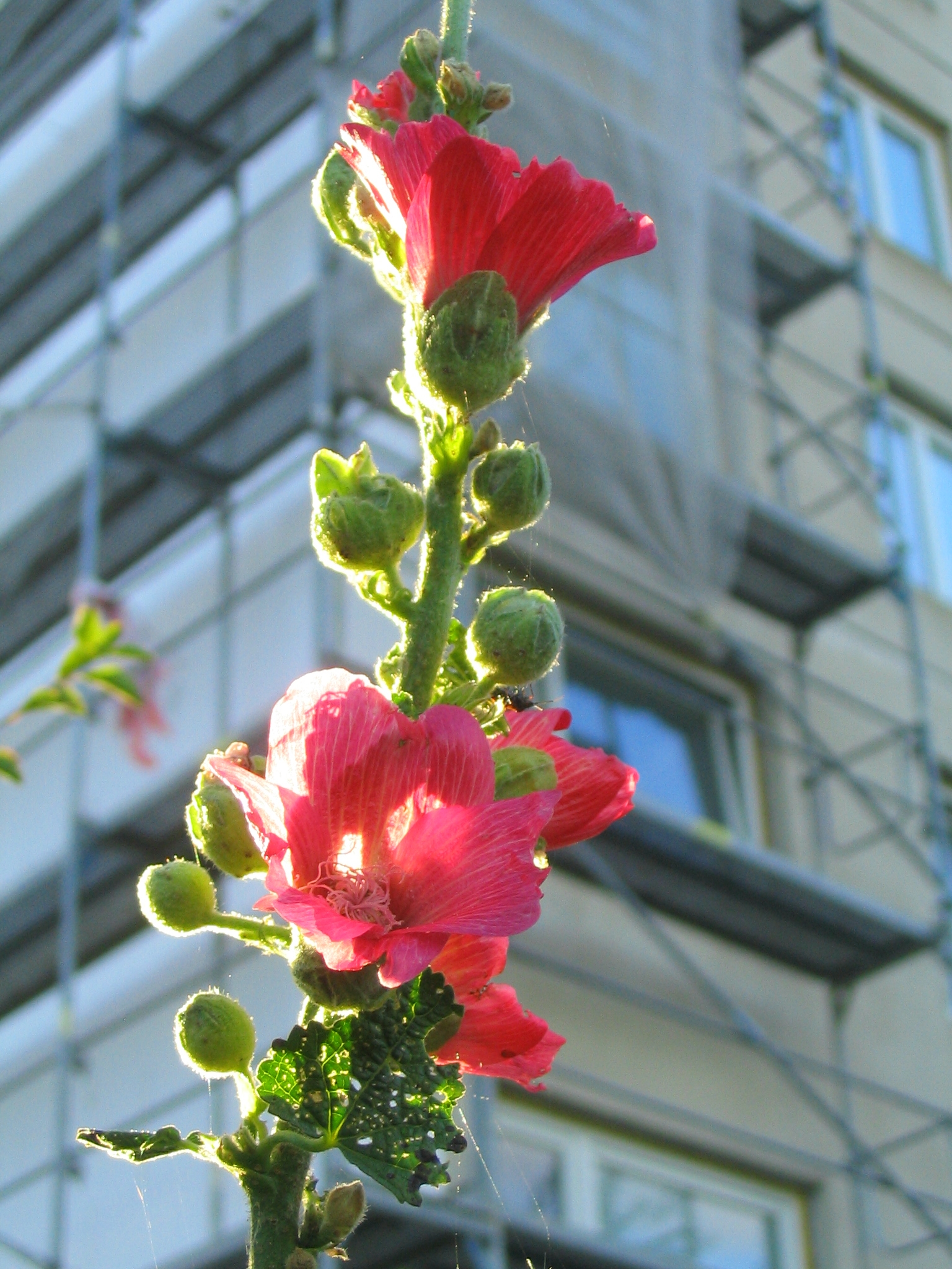 0408_062008 723 A kolem všechno kvete