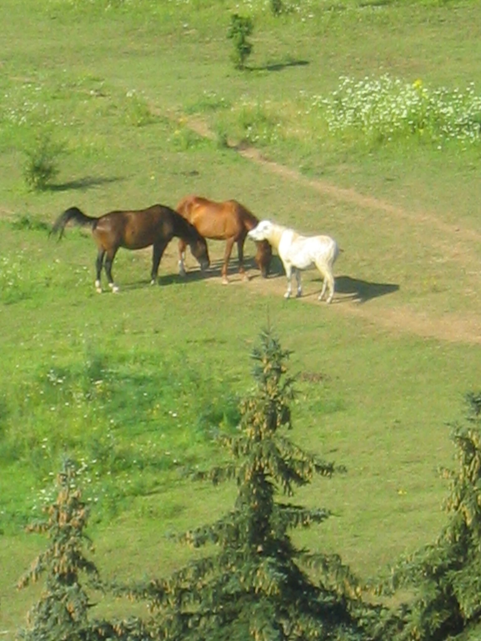 26072008 Okolo Sahary pasou se tam koně