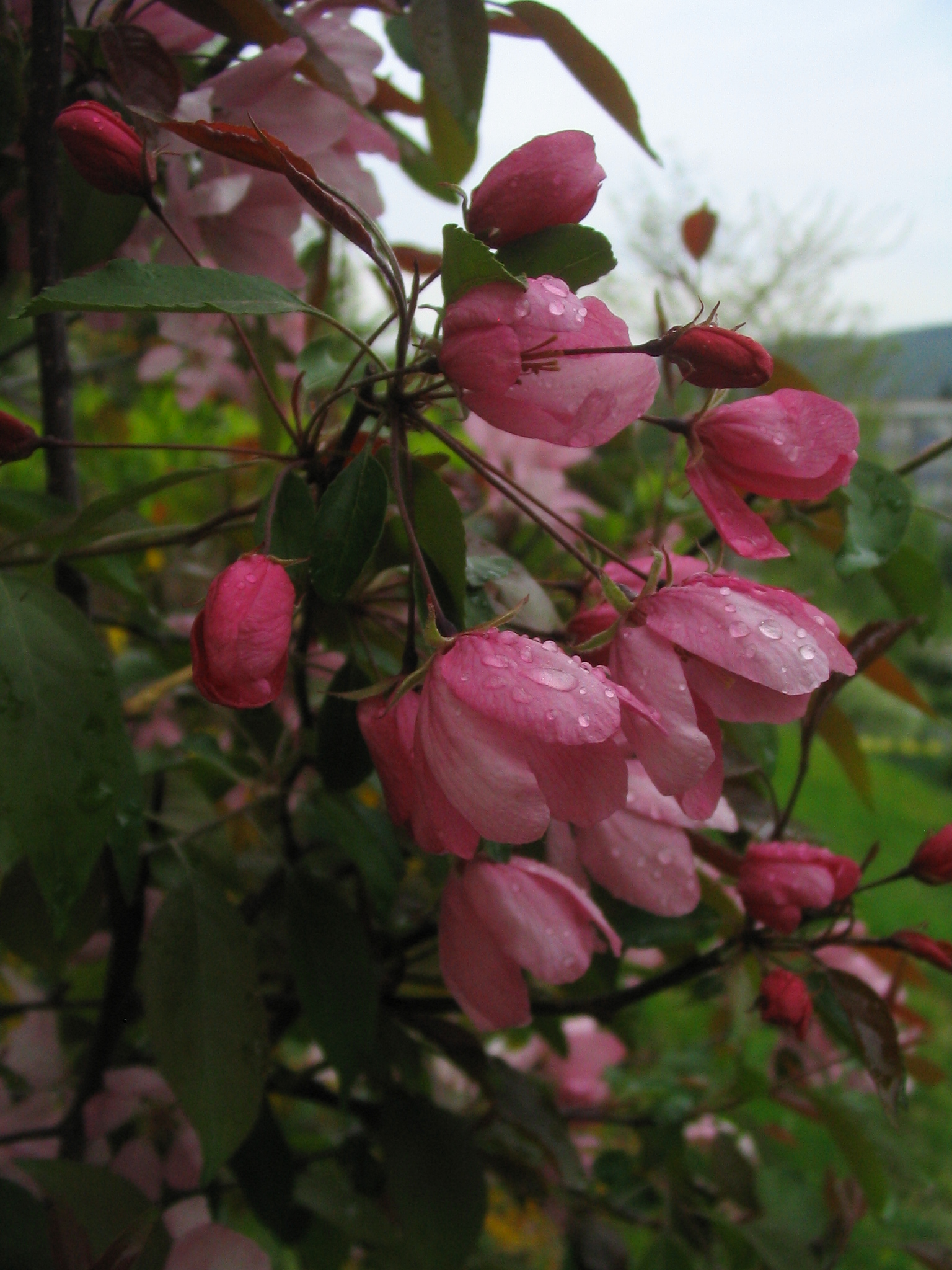 20090423 jaro REKOSBD 033.jpg