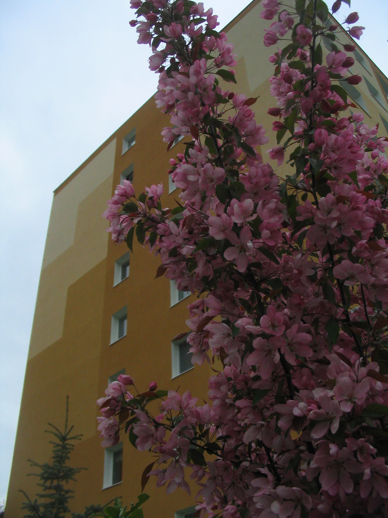 20090423 jaro REKOSBD 035.jpg