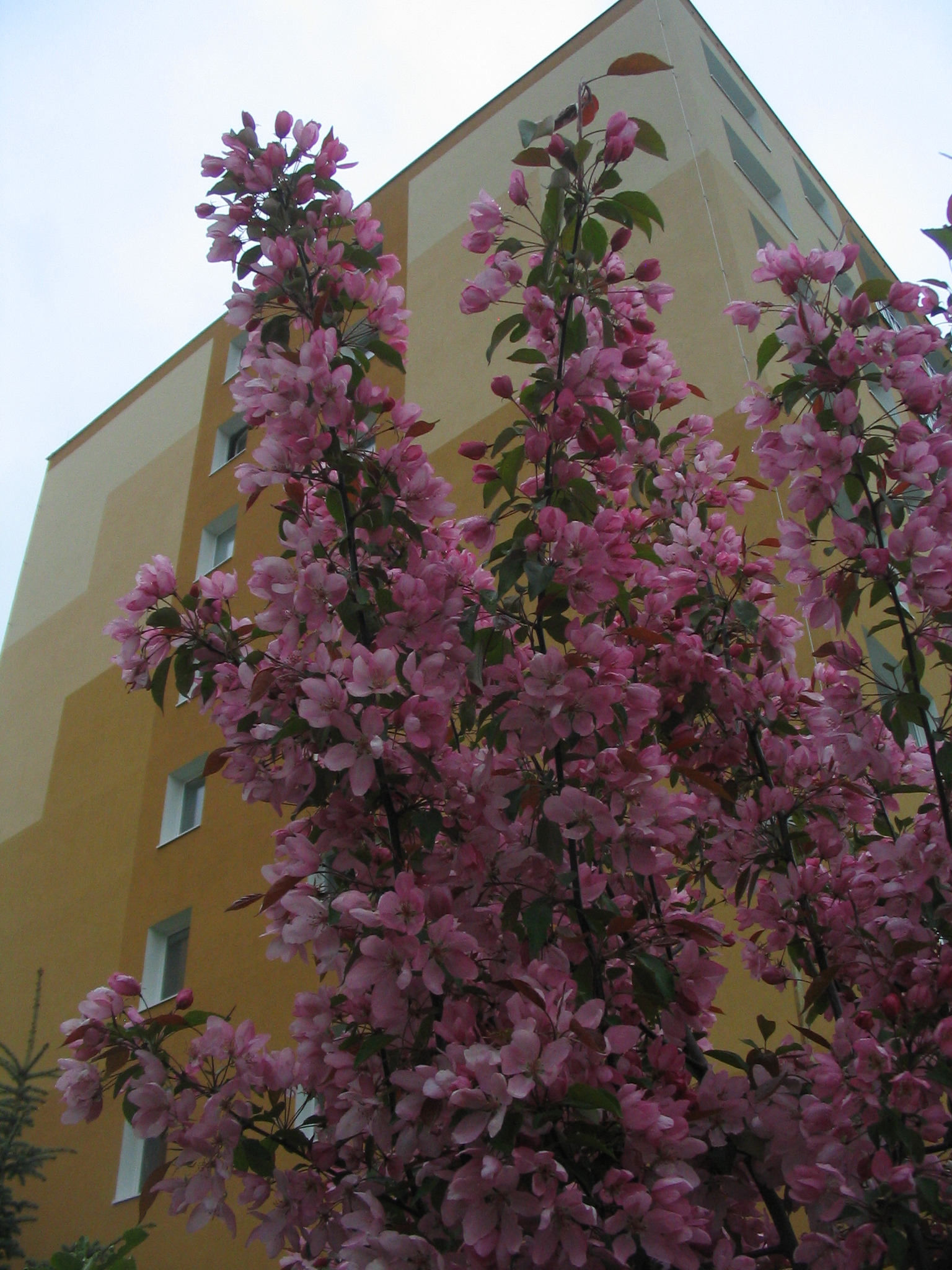 20090423 jaro REKOSBD 036.jpg