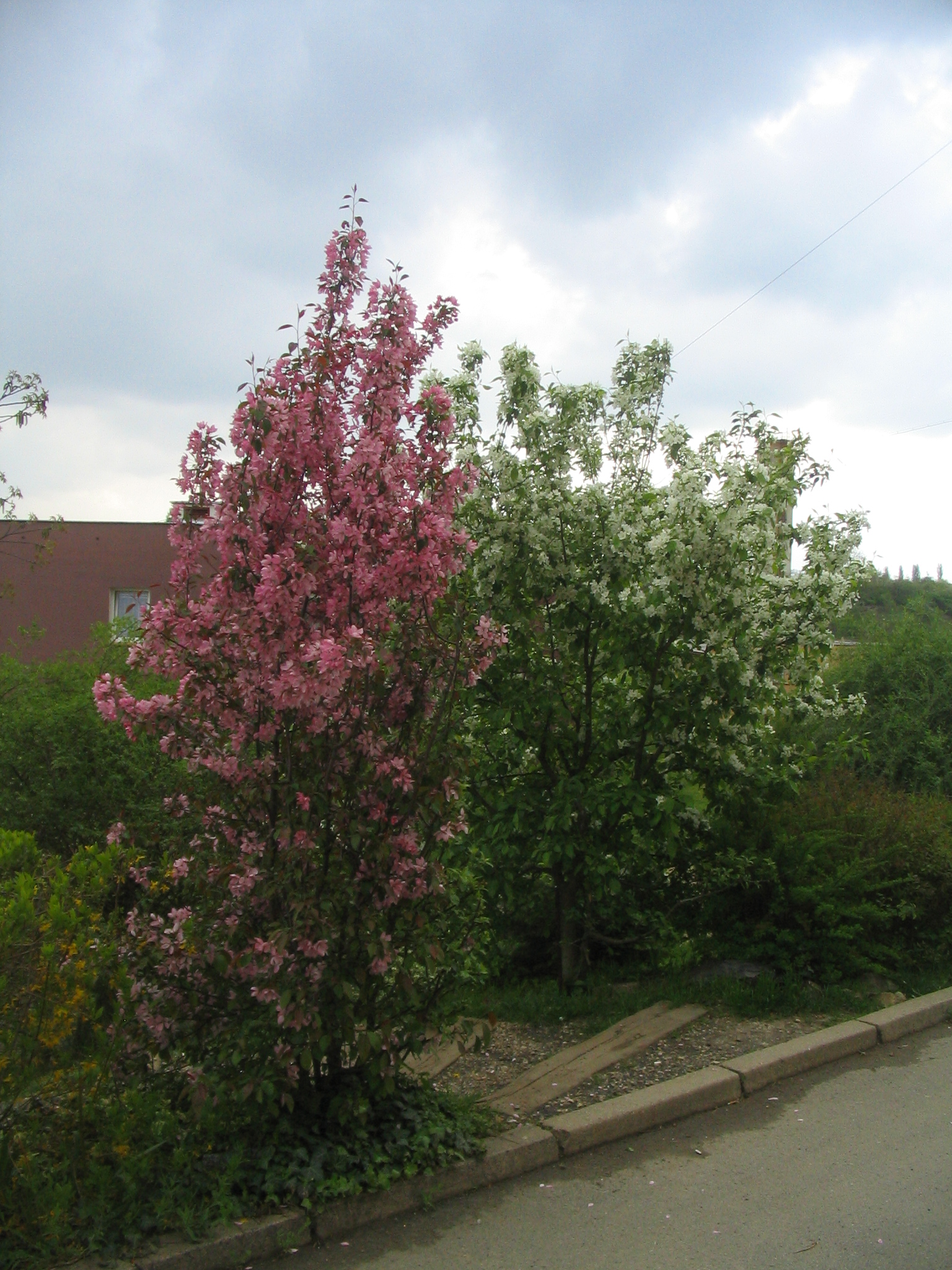 20090423 jaro REKOSBD ANTÉNY 052.jpg